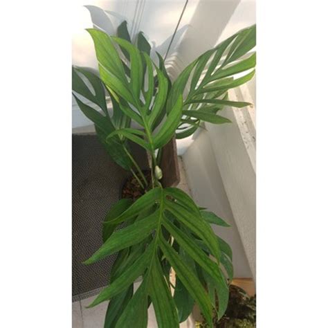 Monstera Pinnatipartita - BOTGarden
