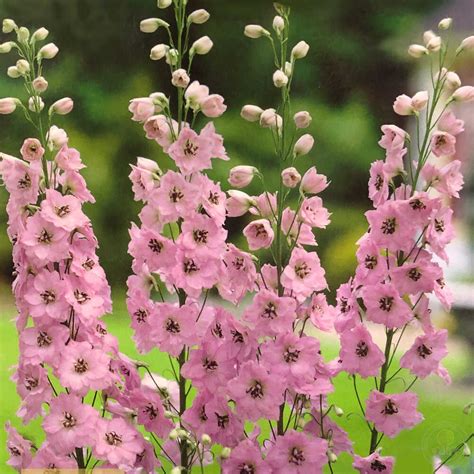 Дельфиниум махровый розовый (Delphinium dubbel rose) купить в Москве по ...