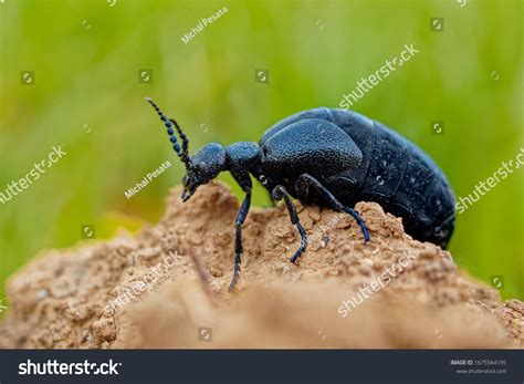 Violet Oil Beetle Meloe Violaceus Species Stock Photo 1675564195