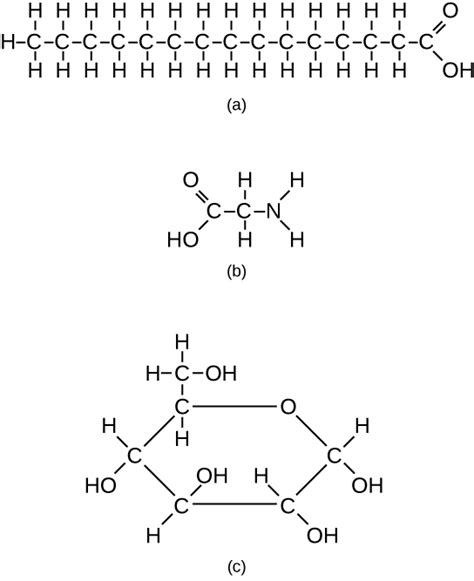 4.1 Biological Molecules – Human Biology