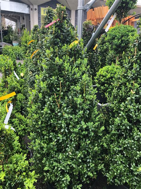 Dee Runk Boxwood 3.5-4′ | Flower Mart