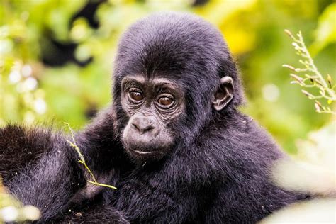 Days Bwindi Gorilla Trekking Safari Uganda Gorilla Trekking Safari