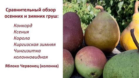 Осенние и зимние груши: обзор некоторых сортов - YouTube