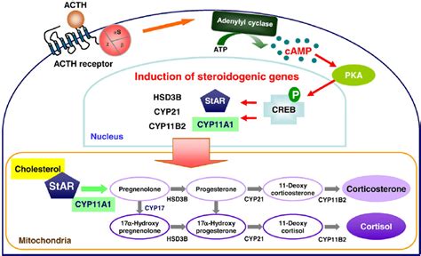 Adrenal Steroidogenesis And Its Hormonal Regulation Gc Is Mainly