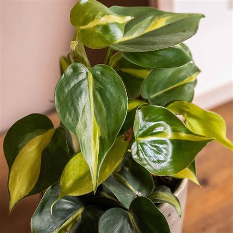 Buy Sweetheart Plant Or Heart Leaf Philodendron Scandens Brasil