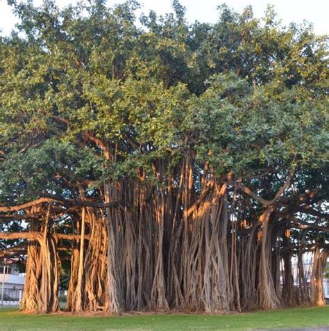 Ficus Benghalensis Tree Banyan Bengal Fig East India Fig Etsy