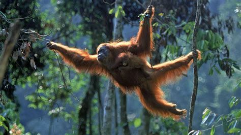 Orang Utans Scheue Schlauberger WWF Junior