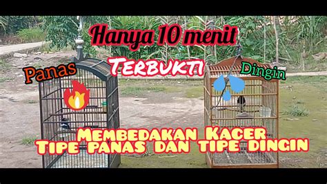 Cara Membedakan Burung Kacer Tipe Panas Dan Tipe Dingin YouTube