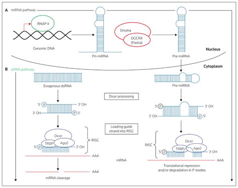 The Rnai Pathway A The Micro Rna Mirna Pathway The Full Length Rna Download Scientific