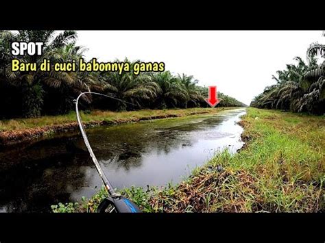 MANCING DI PARIT BARU DI BERSIHKAN BABONNYA GANAS GANAS YouTube