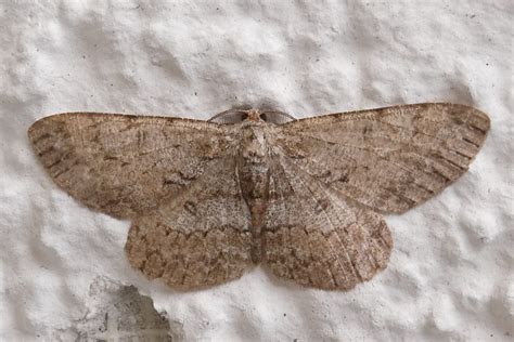 Aschgrauer Rindenspanner Hypomecis Punctinalis Aschgraue Flickr