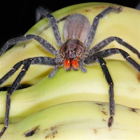 Scary Looking Spiders