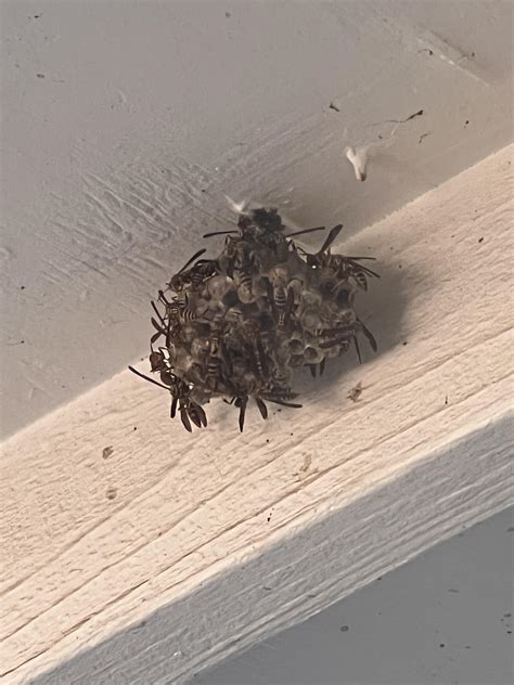 Why are their wings up? : r/WASPs