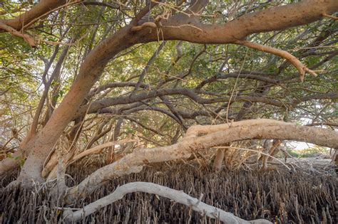 White Mangrove (Avicennia marina) | Red Sea Creatures