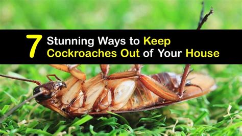 Get Rid Of Roaches Outdoors Controlling Cockroaches Outside