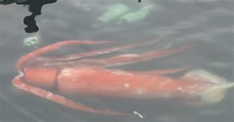 A Giant Squid Was Just Caught Chilling In A Japanese Bay Buzzing Lives