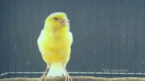 Best Canary Singing Canary S Most Powerful Song For Training