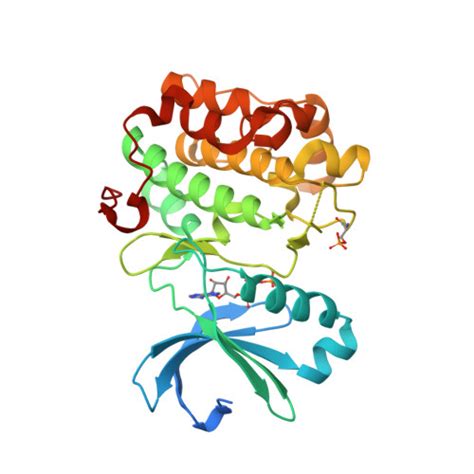 Rcsb Pdb Hrc Crystal Structure Of A Mutant Of Human Pdk Kinase