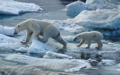 Climate Change Forcing Polar Bears to Swim Longer Distances | Live Science