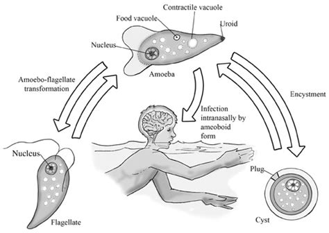 Brain Eating Amoebas Mermanaut — Livejournal