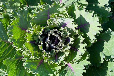 Premium Photo | Ornamental cabbage