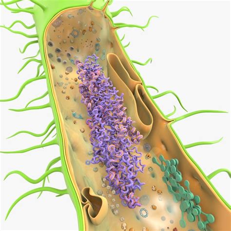 Prokaryotic cell ribosomes model | 1149003 | TurboSquid