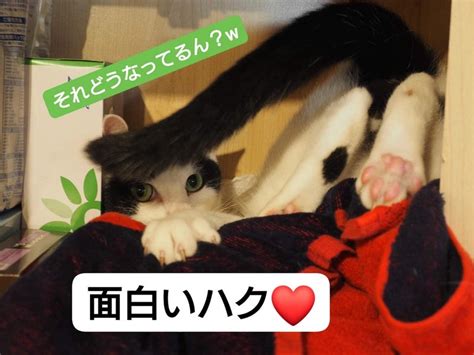 保護猫シェルターにゃんさとは皆さんに応援していただく形の開放型シェルターです ️ わんとにゃんのブログ