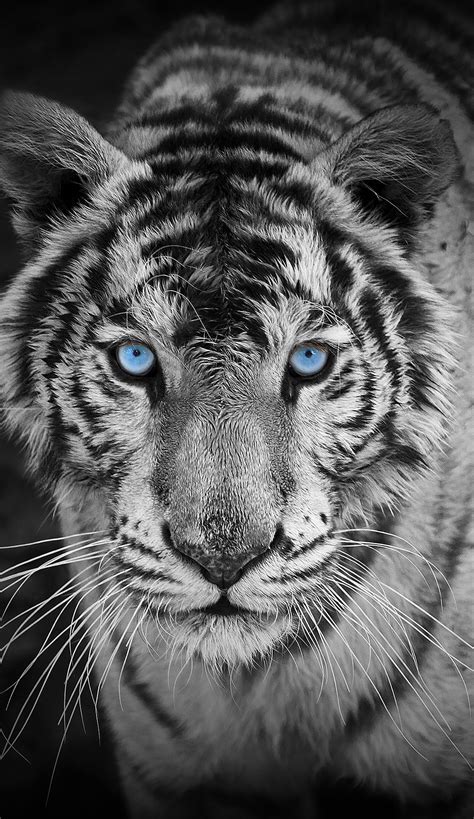 Tiger Eyes Wallpapers - 4k, HD Tiger Eyes Backgrounds on WallpaperBat