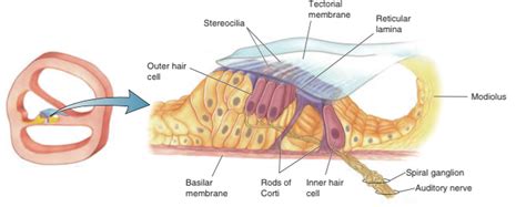 What is organ of Corti?