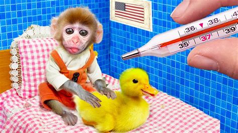 Bin Bon Monkey Take Care Of Baby Ducks And Swims At The Pool Animals