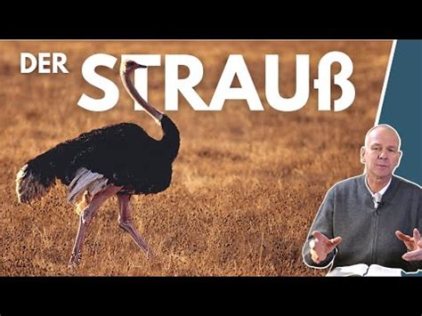 Tiere Der Bibel Der Strau Stefan Dr Eke Youtube