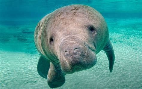 5 Different Types of Manatees to Know