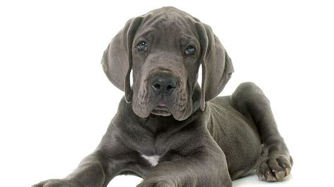 Blue Great Dane: Characteristics, Temperament, and Care