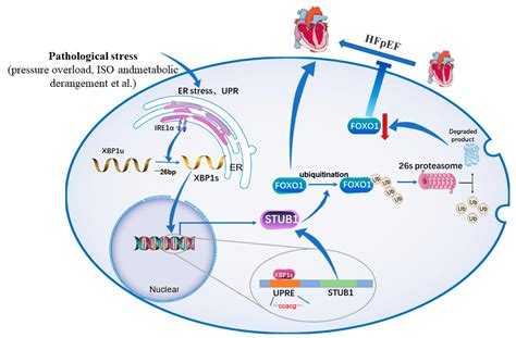 Jcdd Free Full Text Molecular Mechanism Underlying Role Of The