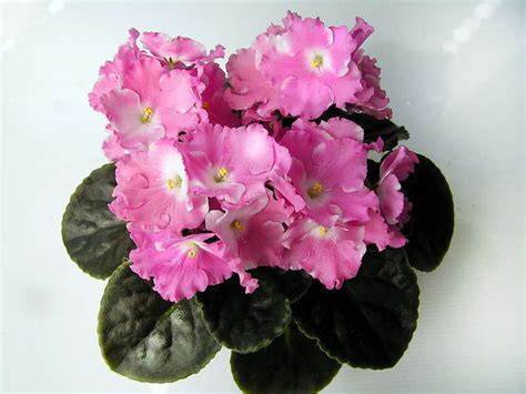 Фиалка Джулия Фото И Описание – Telegraph