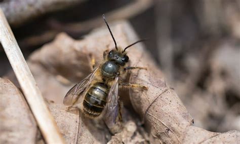 Top Native Texas Bees To Know Native Backyards