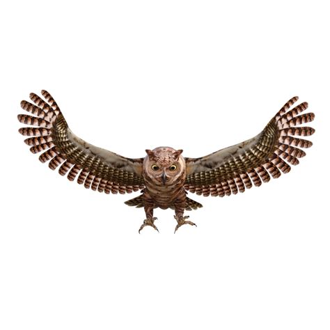 Owls 3d render 12025825 PNG