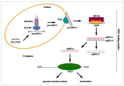 Ijms Free Full Text Dual Role Of Micrornas In Nafld