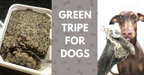 Bleached Tripe Vs Green Tripe For Dogs Whats Best And Why Canine