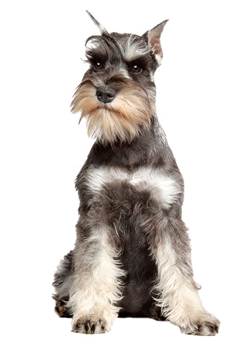 Schnauzer Razas De Perros Purina Argentina