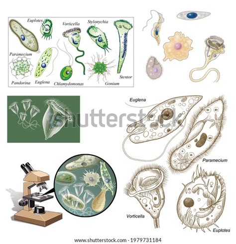 Biology Unicellular Eukaryotic Organisms Protozoa Various Stock Illustration 1979731184