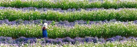 Discover The Enchanting Vibe Of Dalat Flower Gardens The Ultimate