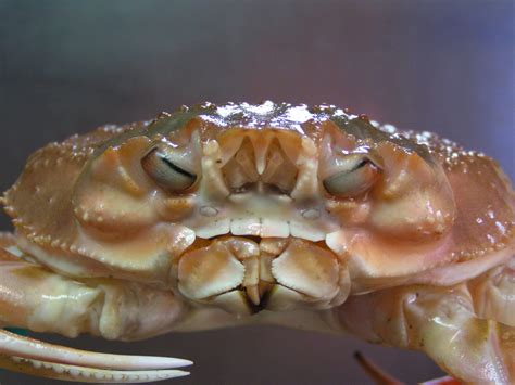 Snow Crabs Greenland Institute Of Natural Resources