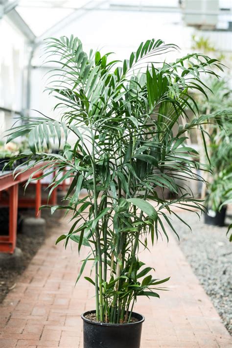 Bamboo Palm Green Goddess