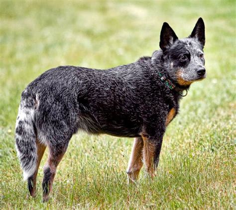 Blue Heeler Dog Breed Temperament Diet And Training - Platpets ...