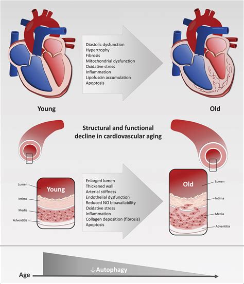 Autophagy In Cardiovascular Aging Circulation Research