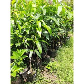 Jual Bibit Mangga Mahatir / Mangga Super Jumbo Malaysia (1 METER ...