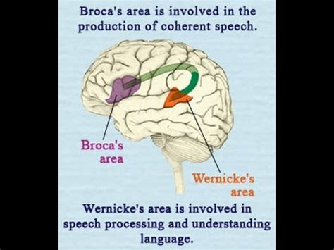 Difference Between Broca's Area and Wernicke's Area in the Brain - YouTube