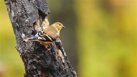 American Goldfinch (Carduelis Tristis), During Southern Fall Migration In Georgia, Slow Motion ...