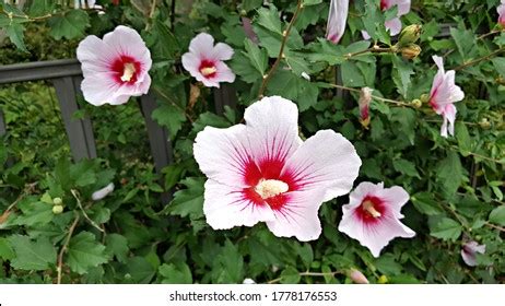 Korean National Flower Rose Sharon Stock Photo Shutterstock